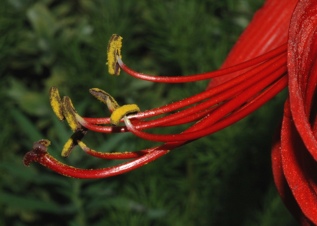 Amaryllidaceae Sprekelia formosissima
