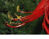 image of Sprekelia formosissima