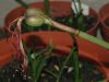 image of Sprekelia formosissima