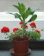 image of Scadoxus multiflorus
