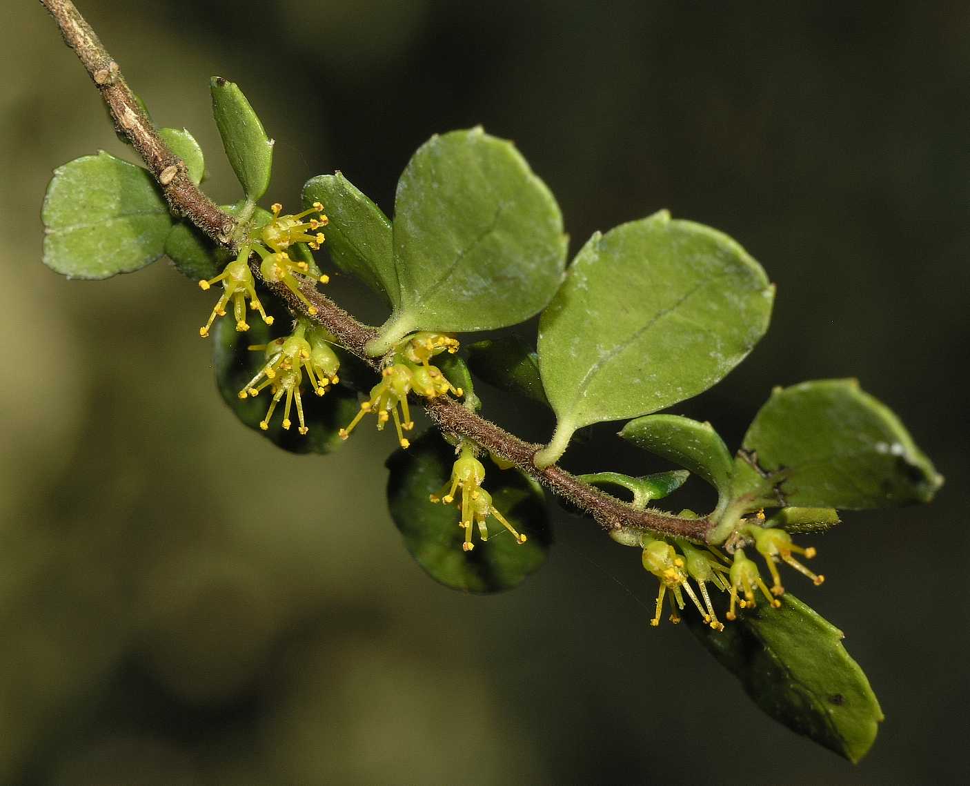 Salicaceae Azara microphylla