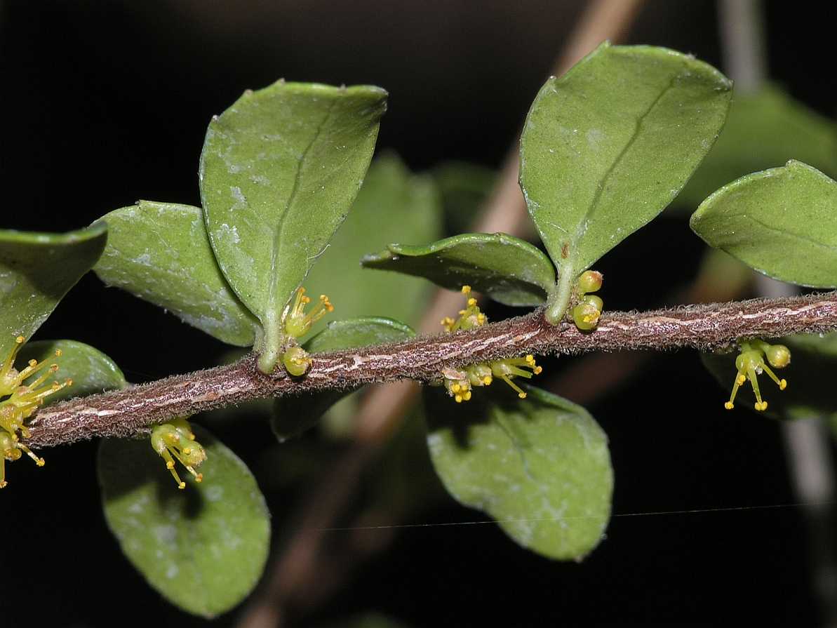 Salicaceae Azara microphylla