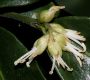 image of Sarcococca confusa