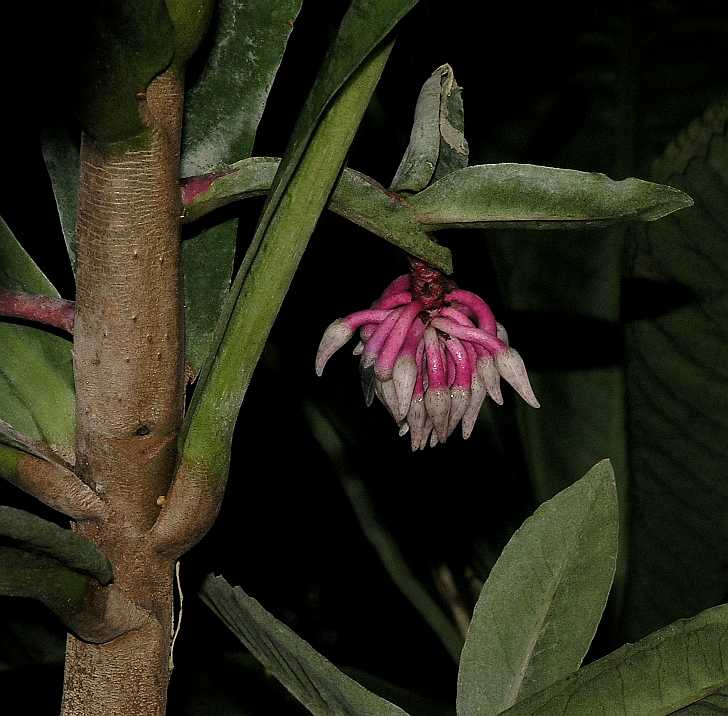 Primulaceae Hymenandra wallichii