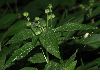 image of Mercurialis perennis