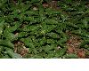 image of Mercurialis perennis
