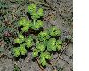 image of Euphorbia helioscopia