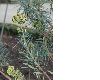 image of Euphorbia characias