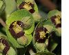 image of Euphorbia characias