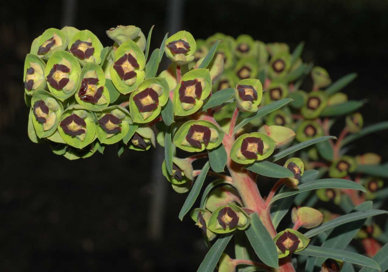 Euphorbiaceae Euphorbia characias