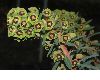 image of Euphorbia characias