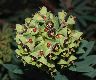image of Euphorbia characias