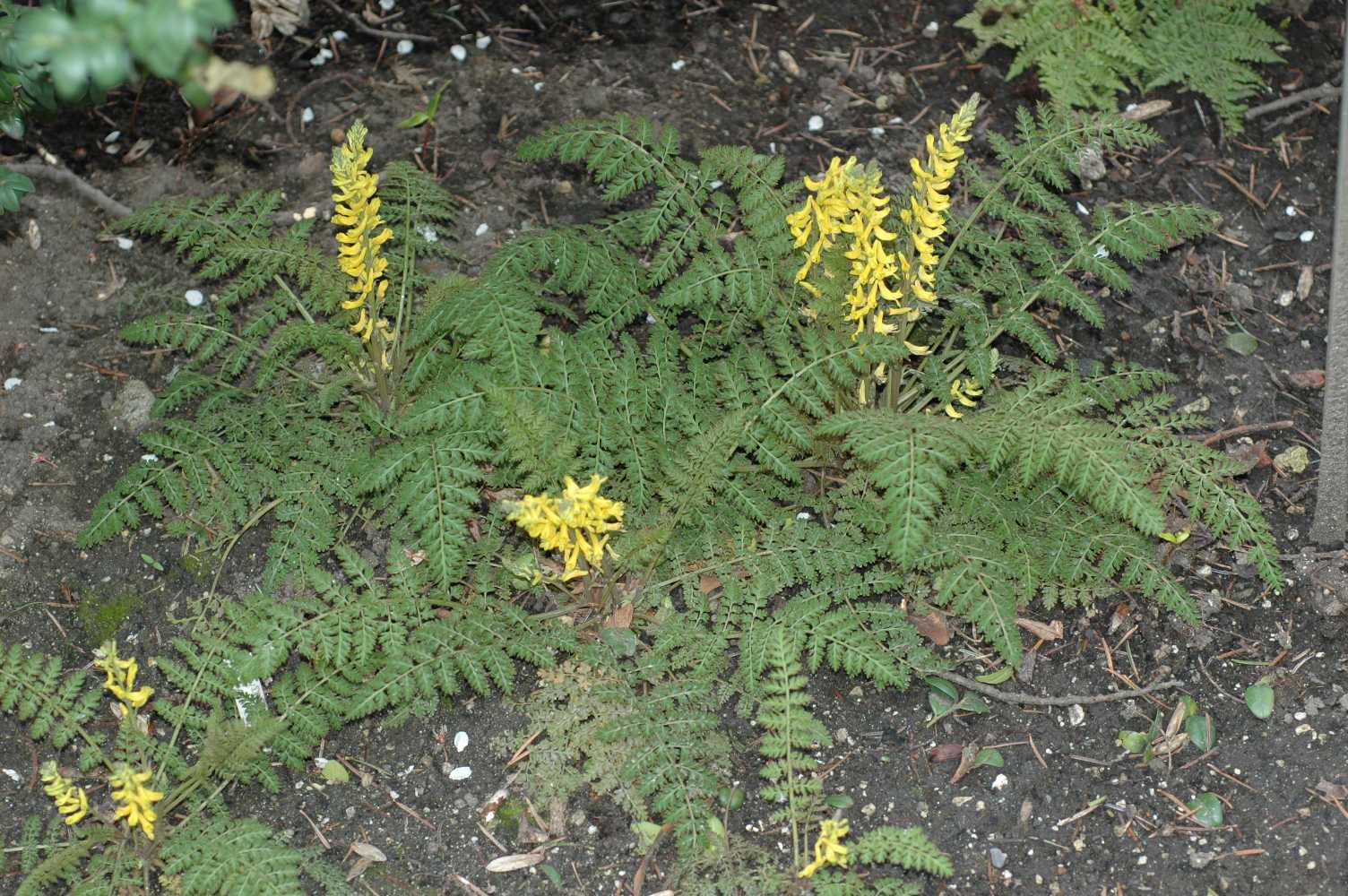 Papaveraceae Corydalis tenuifolia
