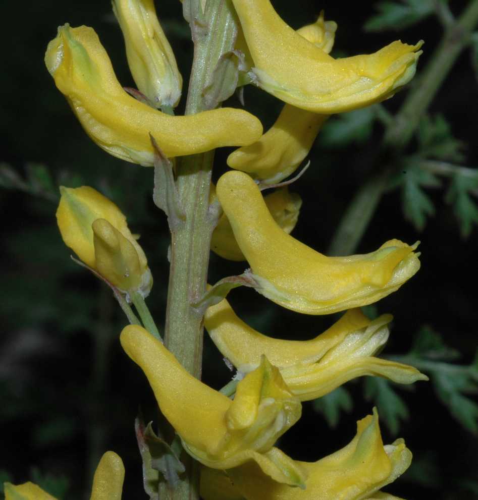 Papaveraceae Corydalis tenuifolia