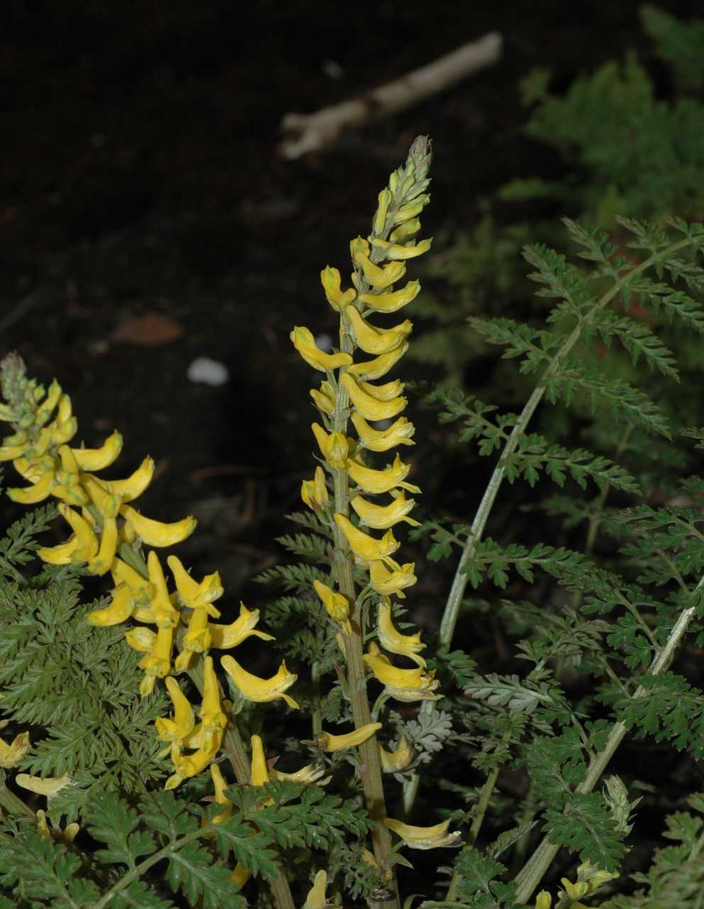 Papaveraceae Corydalis tenuifolia