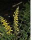 image of Corydalis tenuifolia