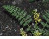 image of Corydalis tenuifolia