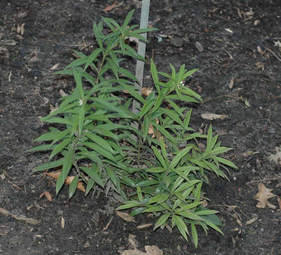 Buxaceae Sarcococca saligna