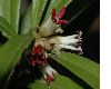 image of Sarcococca saligna