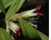 image of Sarcococca saligna