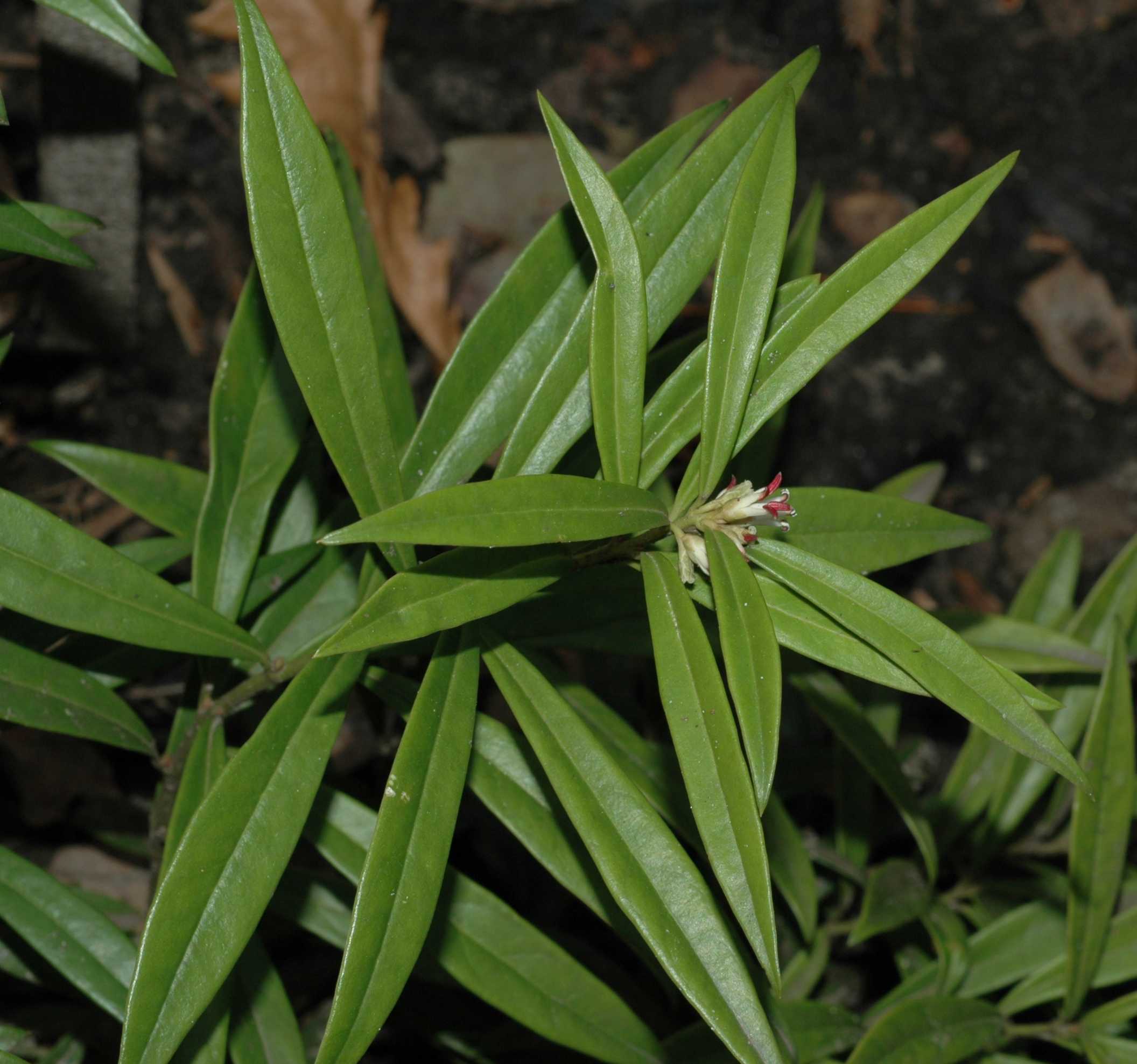 Buxaceae Sarcococca saligna