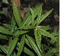 image of Sarcococca saligna