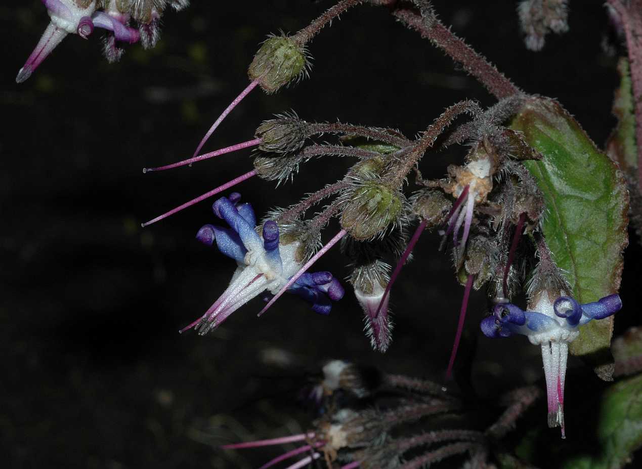 Boraginaceae Trachystemon orientalis