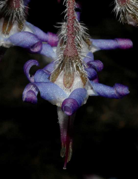 Boraginaceae Trachystemon orientalis