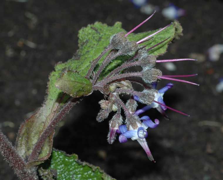 Boraginaceae Trachystemon orientalis