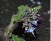 image of Trachystemon orientalis