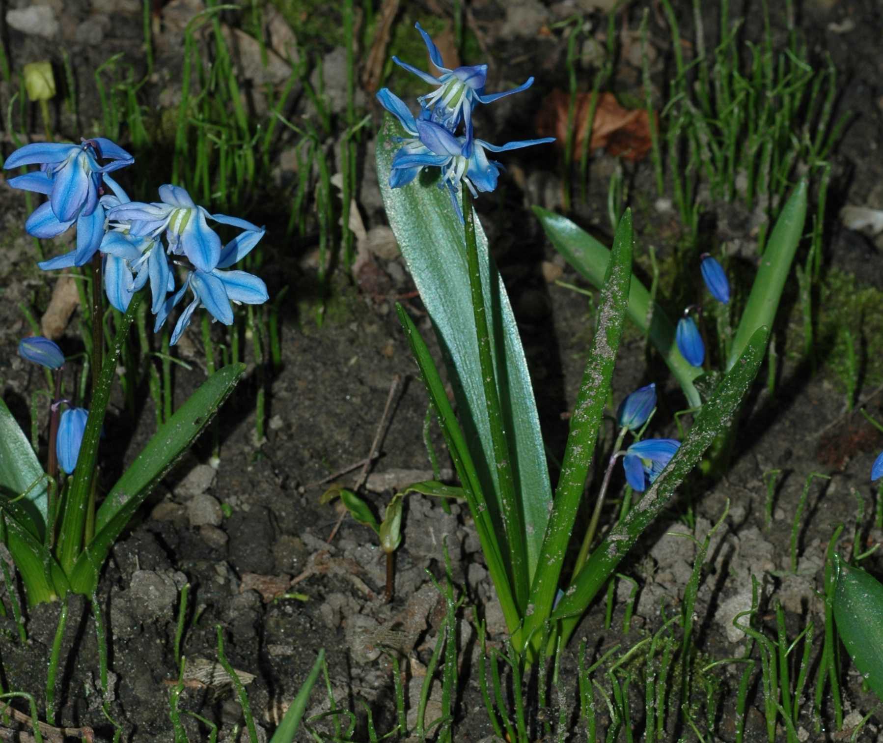 Hyacinthaceae Scilla siberica