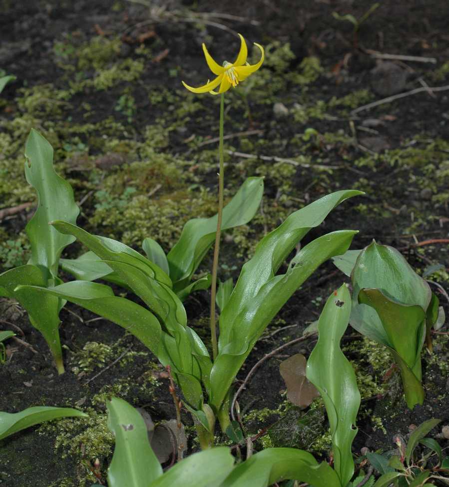 Liliaceae Erythronium tuolumnense