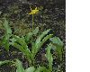 image of Erythronium tuolumnense