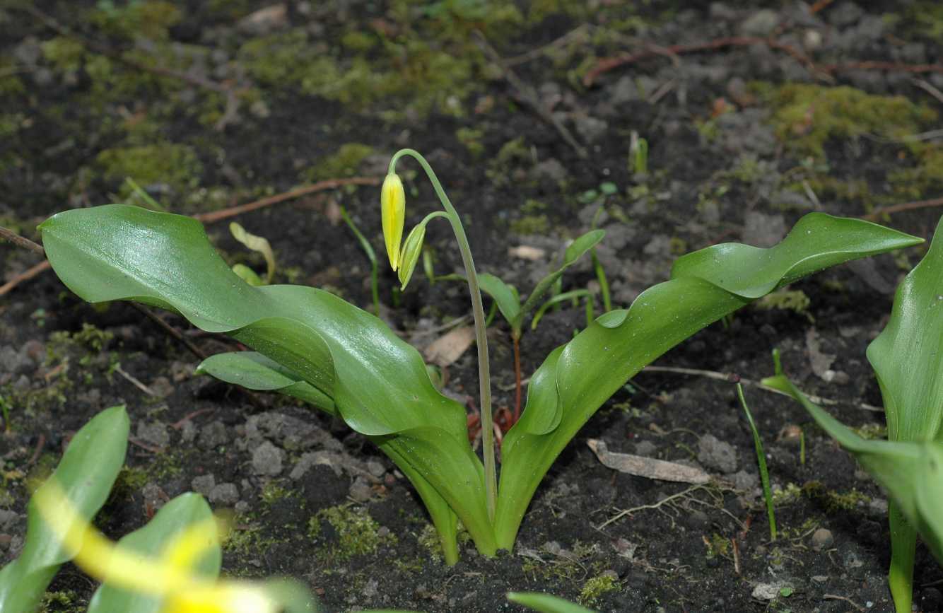 Liliaceae Erythronium tuolumnense