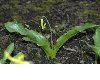 image of Erythronium tuolumnense