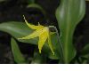 image of Erythronium tuolumnense