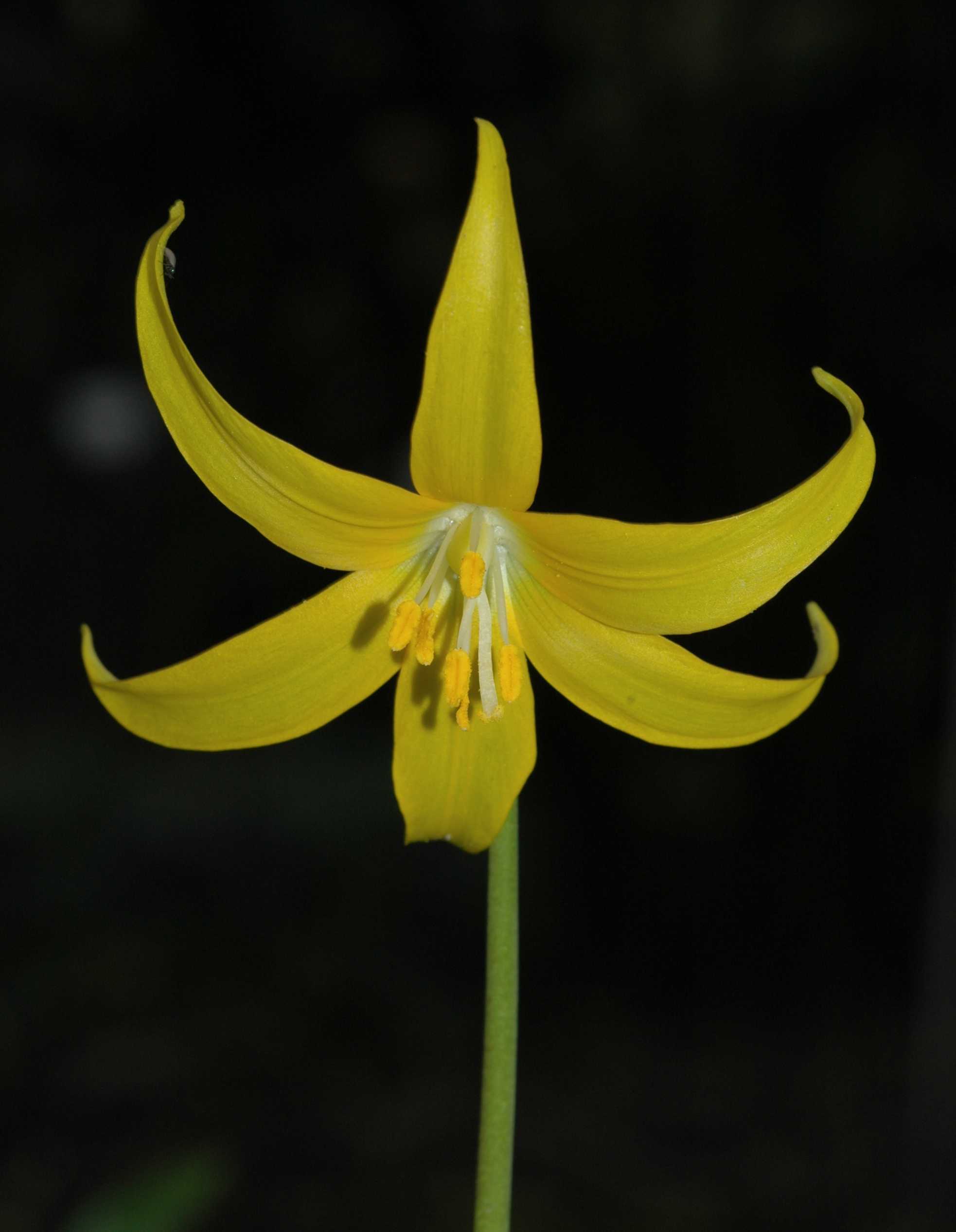 Liliaceae Erythronium tuolumnense