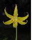 image of Erythronium tuolumnense