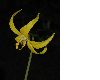 image of Erythronium tuolumnense