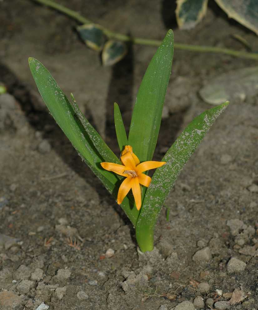 Colchicaceae Colchicum luteum