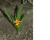 image of Colchicum luteum