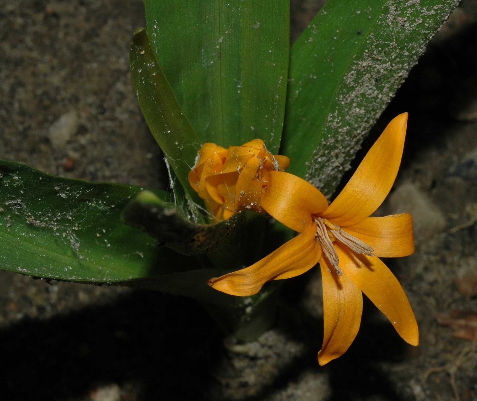 Colchicaceae Colchicum luteum