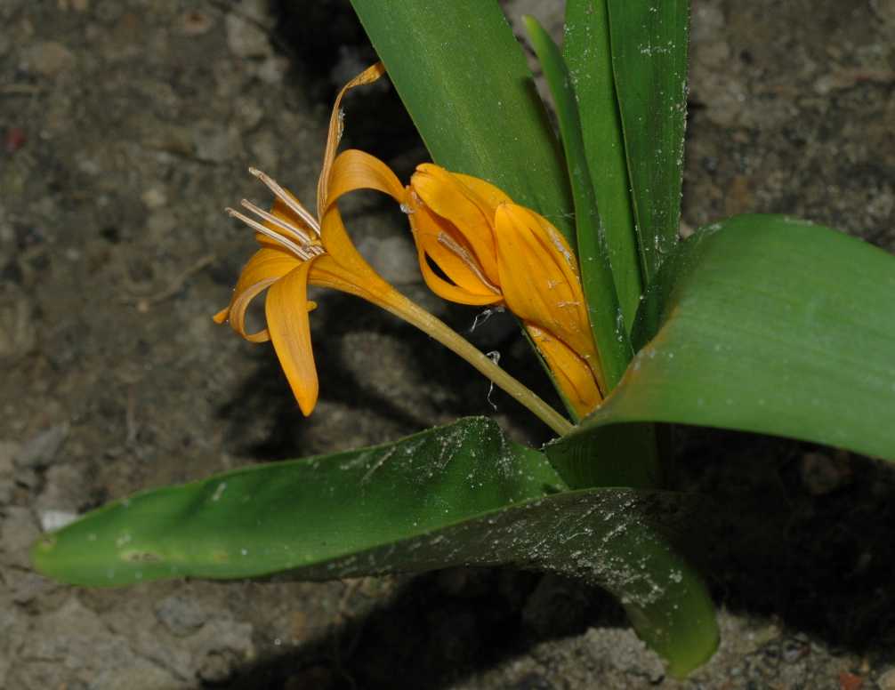 Colchicaceae Colchicum luteum