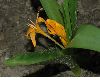image of Colchicum luteum