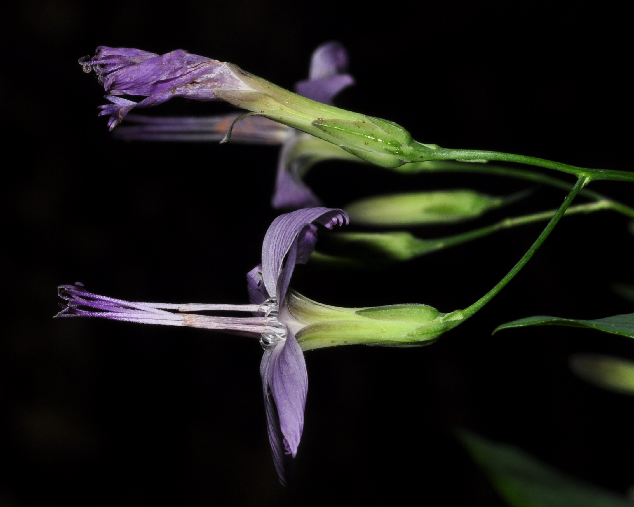 Asteraceae Prenanthes purpurea