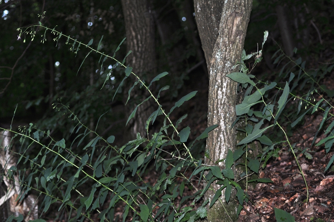 Asteraceae Prenanthes purpurea