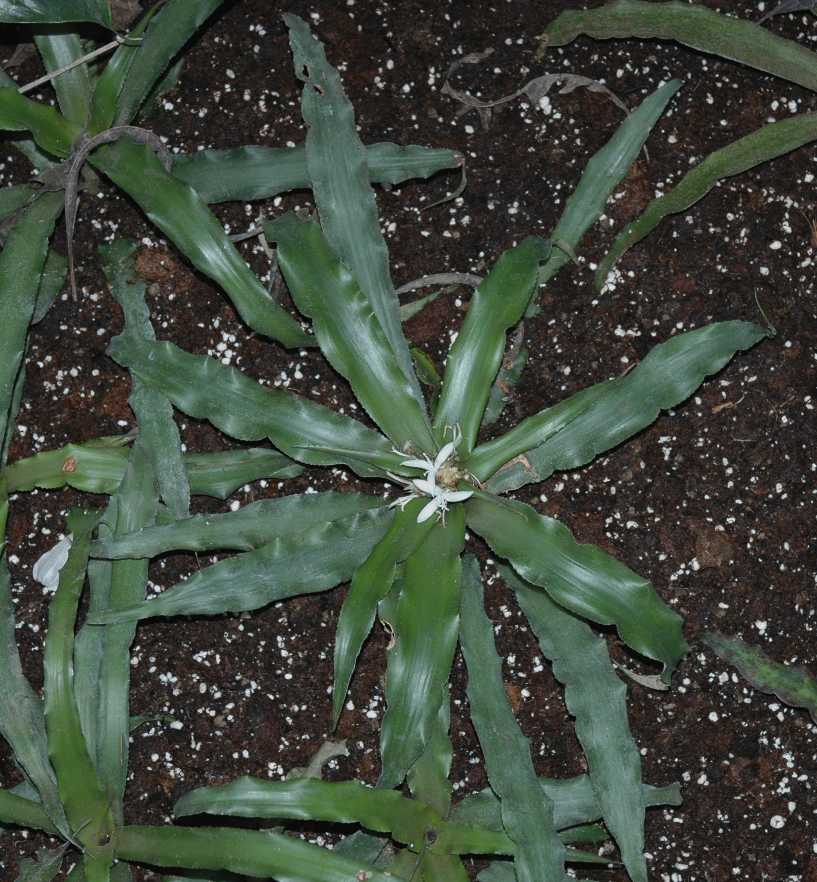 Bromeliaceae Cryptanthus 
