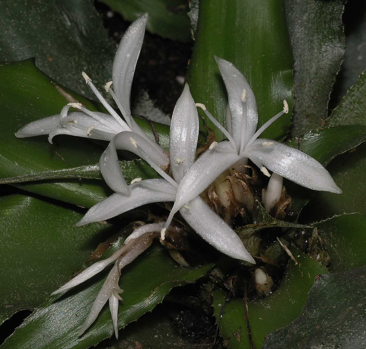 Bromeliaceae Cryptanthus 