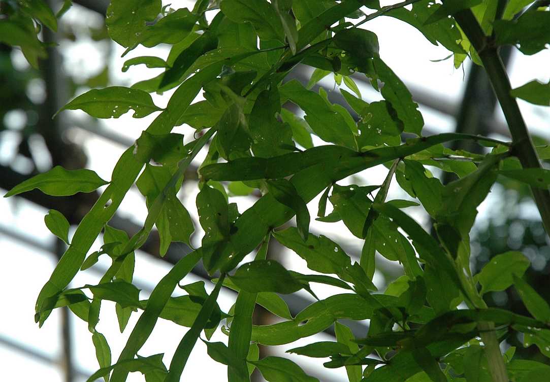 Polygonaceae Homalocladium platycladum