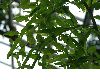 image of Homalocladium platycladum